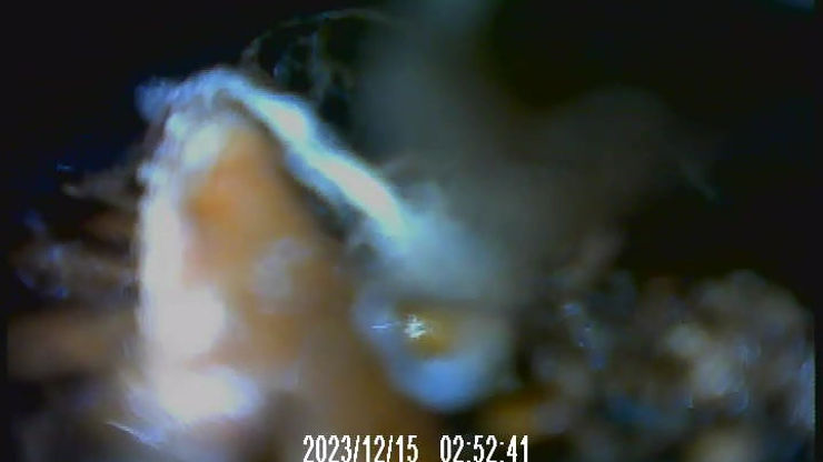 Sewer cam footage 3